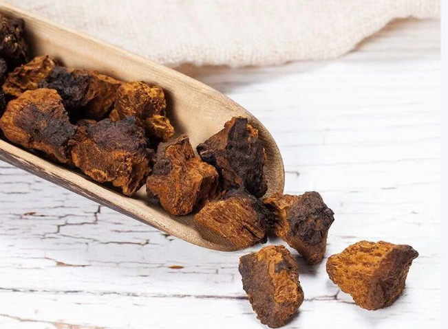 桦褐孔菌 桦褐孔菌