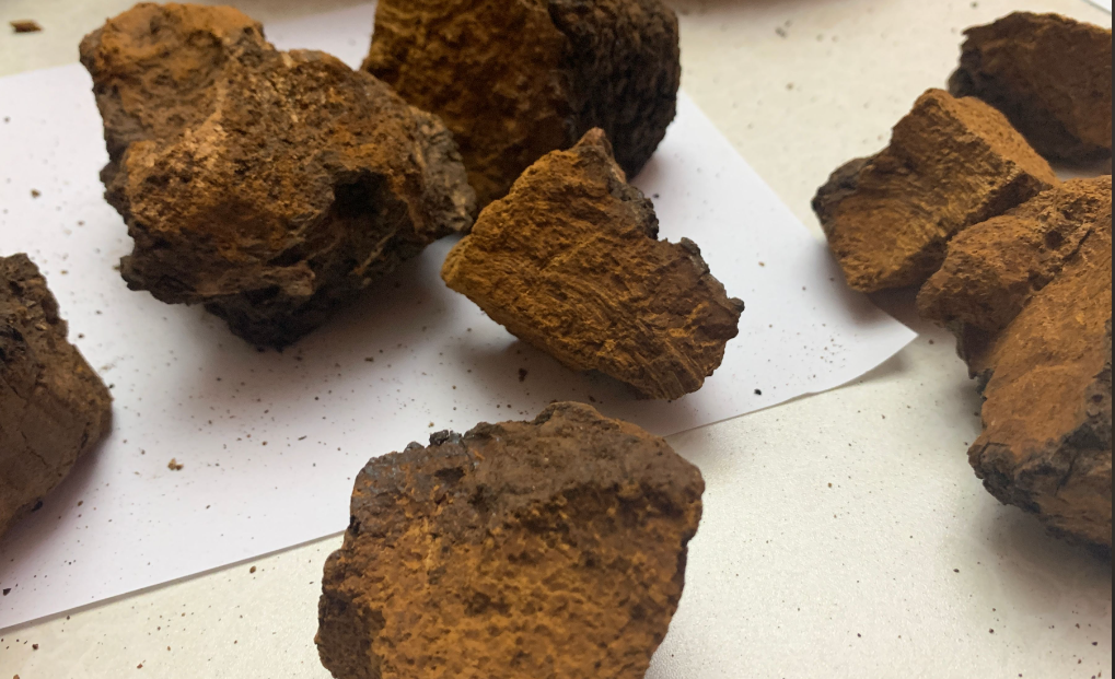 桦褐孔菌 桦褐孔菌