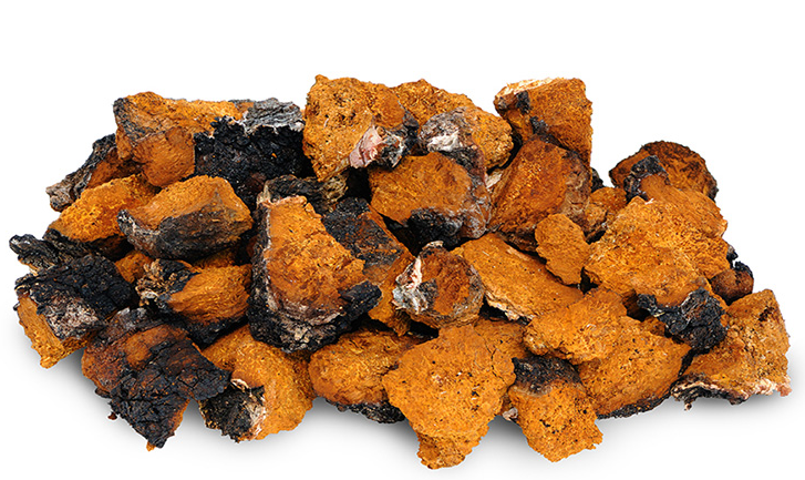 桦褐孔菌 桦褐孔菌