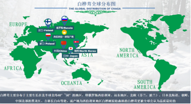 白桦茸全球分布图 白桦茸全球分布图
