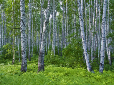 白桦树林 白桦树林